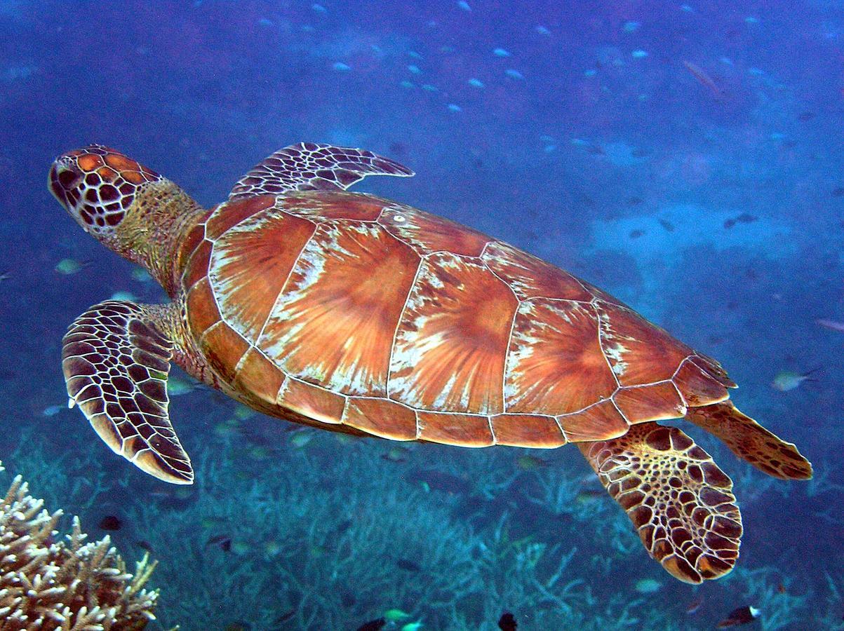 Reef Suite Agnes Water Kültér fotó